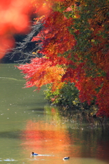 鴨のいる池の紅葉