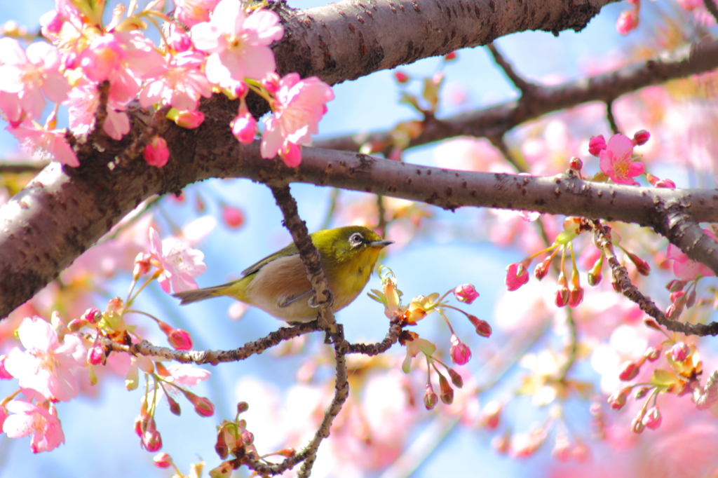 花のなかで