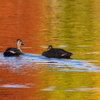 紅葉水面の鴨