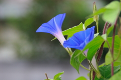 幸せの青い顔