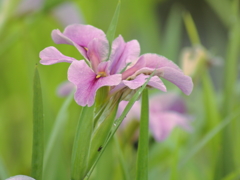 桃色菖蒲