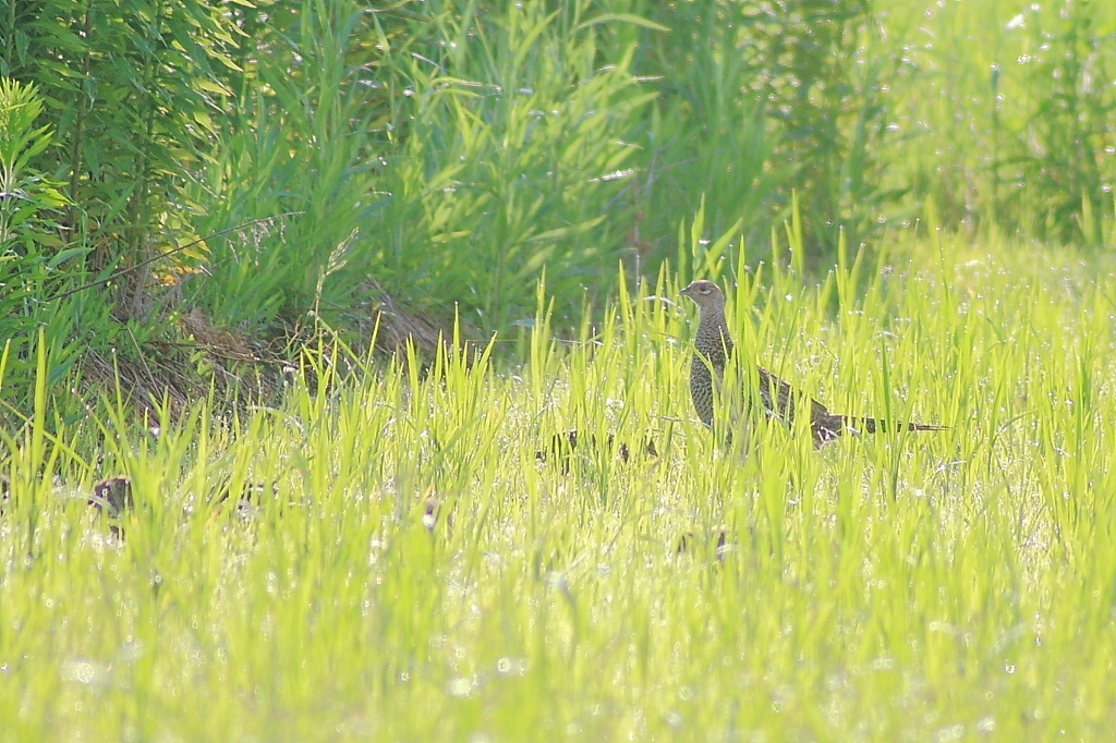 雉ママと幼鳥の影