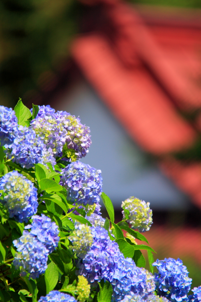 朱の屋根が見える紫陽花