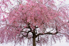 若い枝垂れ桜