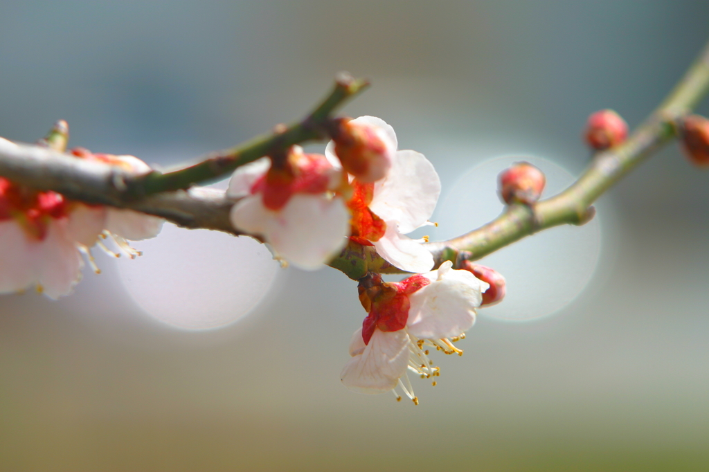 昼下がりの梅花