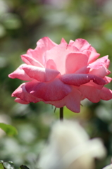 薔薇の思い出