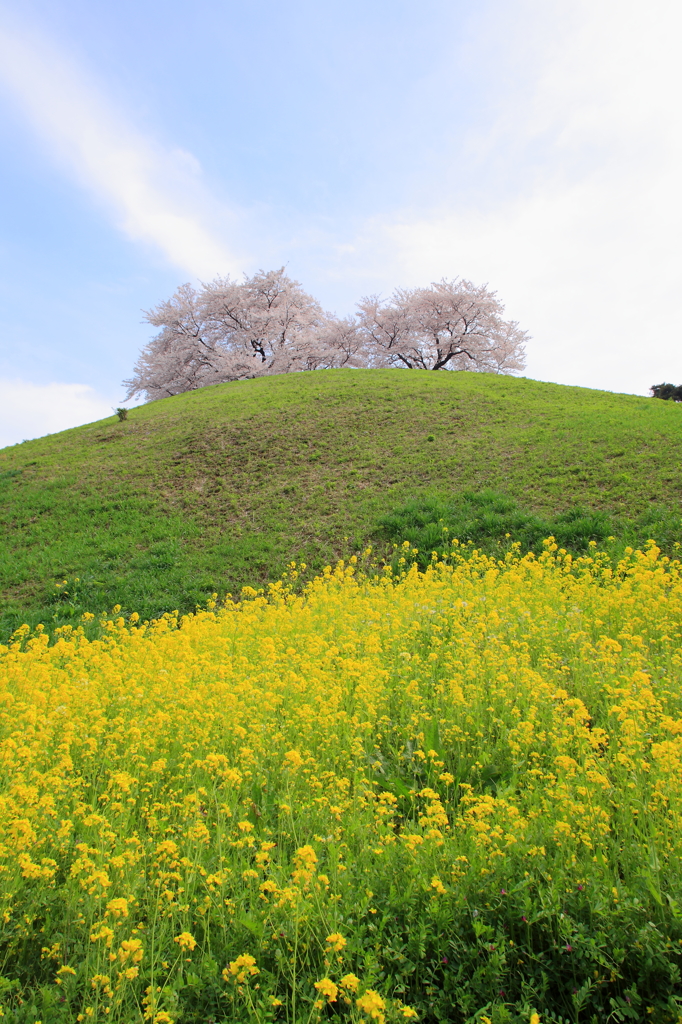 円墳の桜