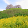 円墳の桜