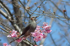 陽光桜の鵯