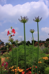 梅雨の晴れ間の花壇