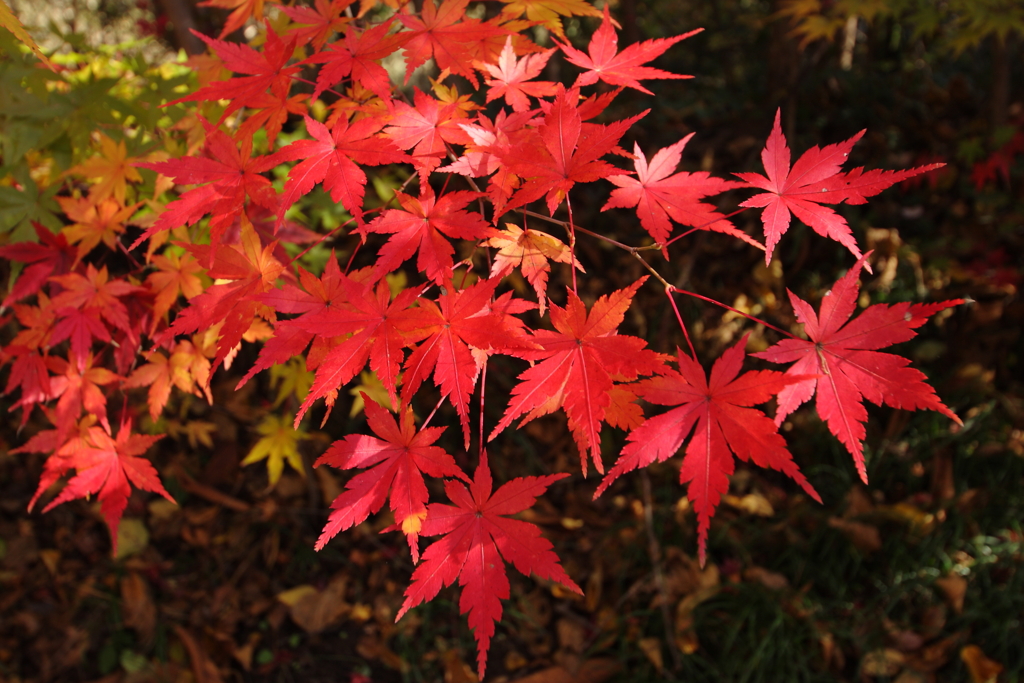 紅の葉