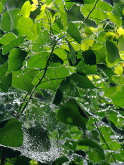 雨露緑葉