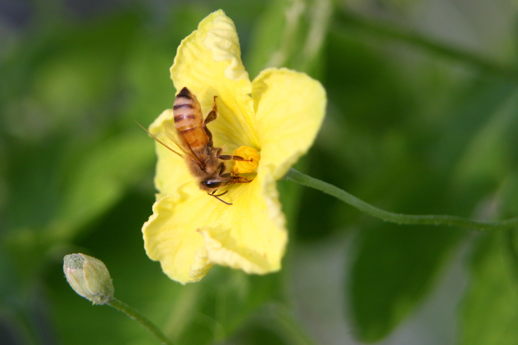 苦瓜の蜜蜂