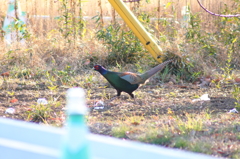 雉がひょっこり