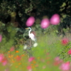花の合間の鷺
