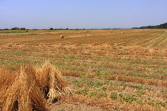 麦刈り跡２