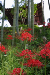 寺竹の曼珠沙華