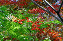 緑葉と紅葉