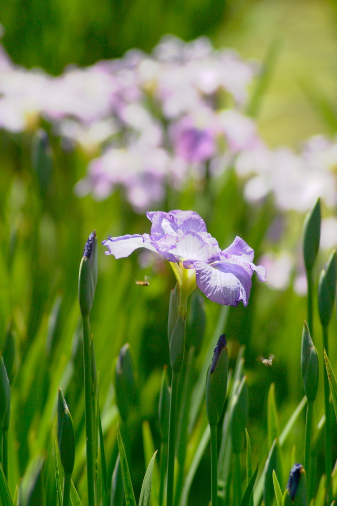 菖蒲