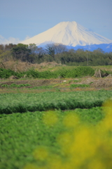 春の雪富士