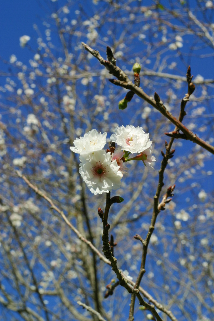 子福桜