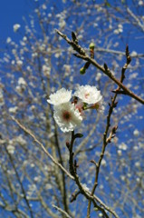 子福桜