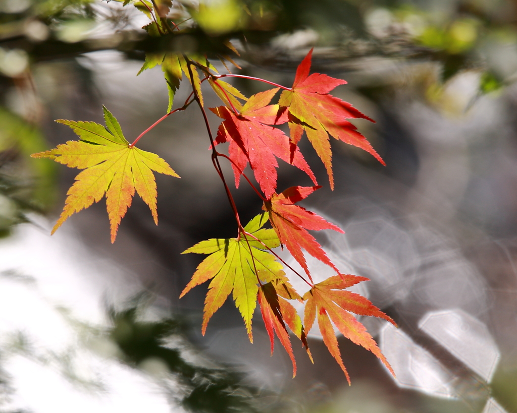 彩ずく紅葉