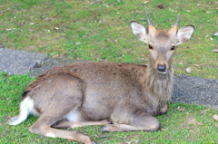 バンビ
