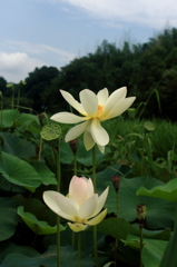 小川の蓮