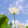 白蓮