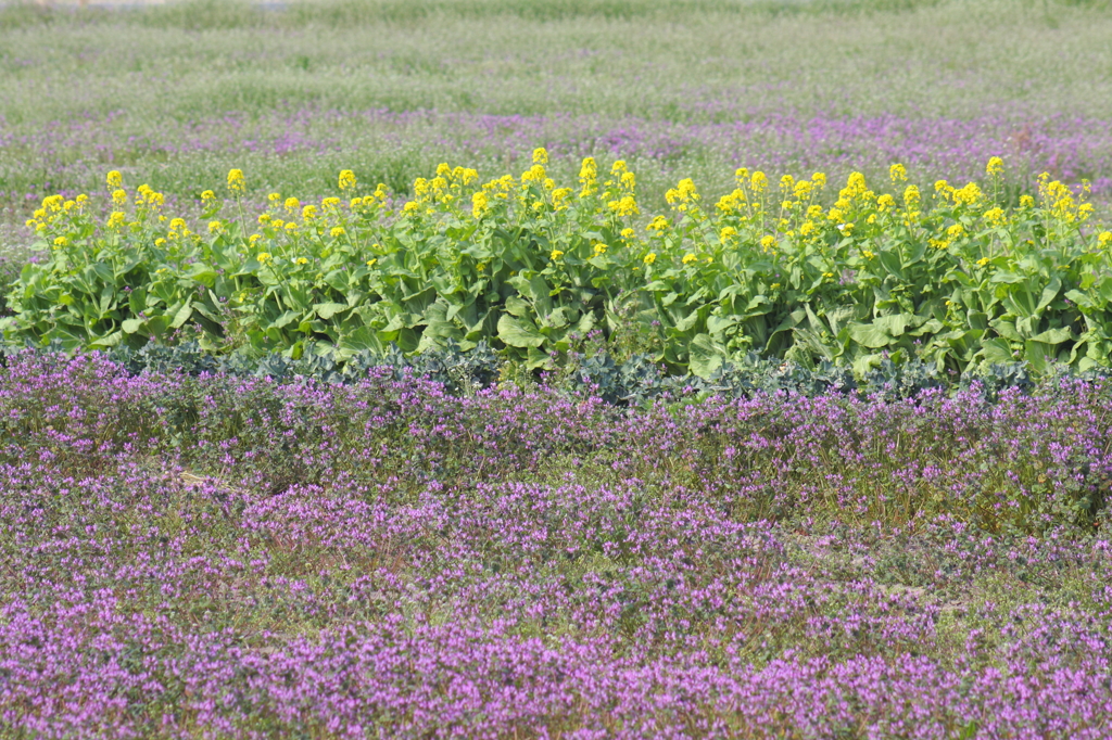 春畑の花