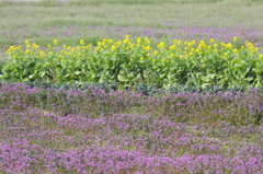 春畑の花