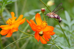 花を旅する蝶蛾２