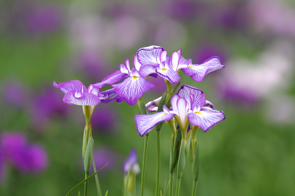 菖蒲
