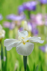 菖蒲