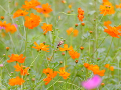 花のジャングルに