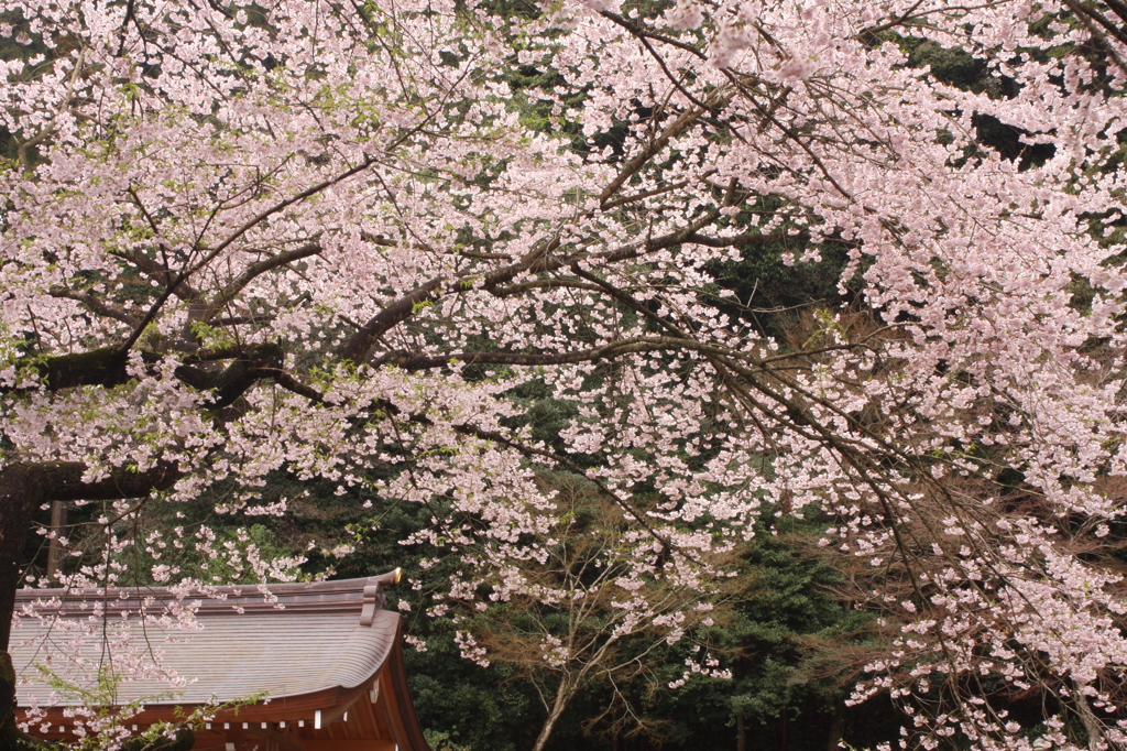お宮の桜