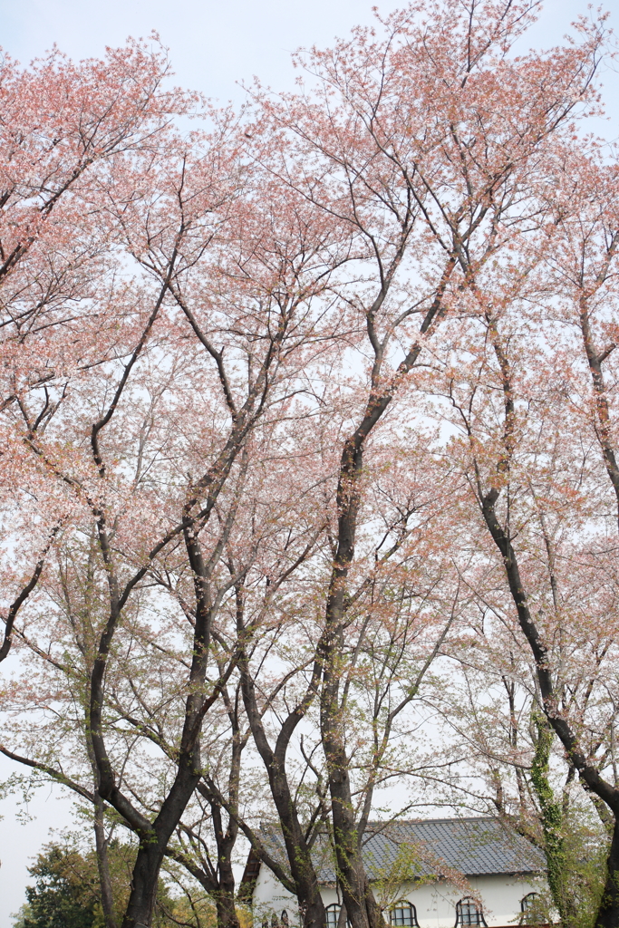 来年また咲いて