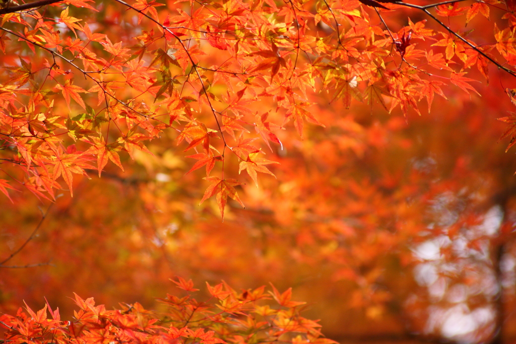 紅葉爛漫