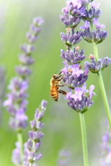 ミツバチ＋ラベンダー