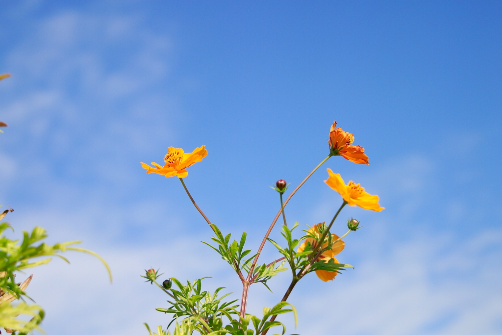 残り花