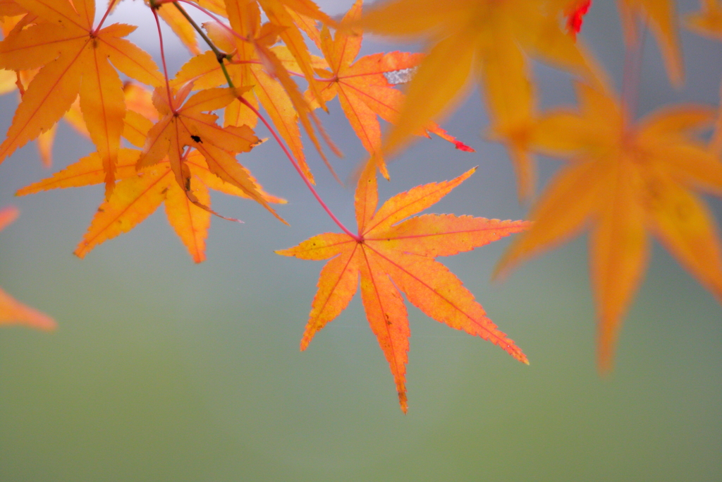 淡き紅葉