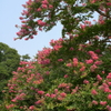 百日紅の緑道にて