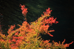 淵の紅葉