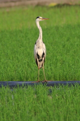 田んぼのノッポさん