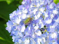 紫陽花のハナムグリ