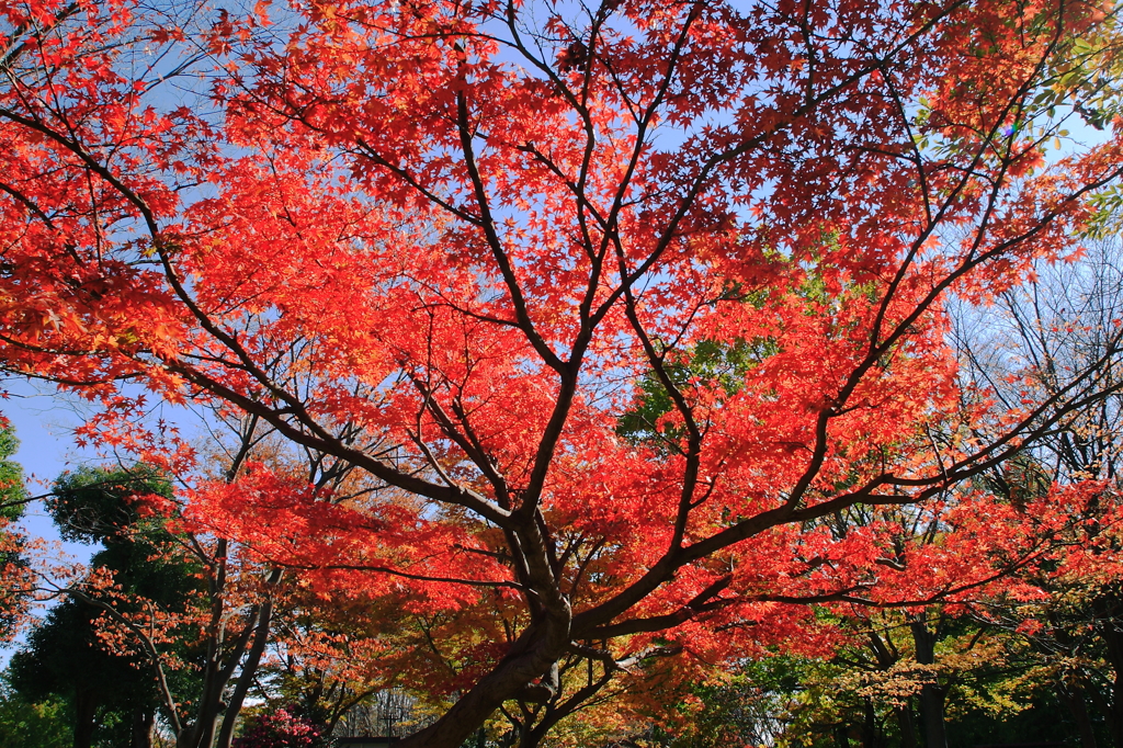 公園の紅葉