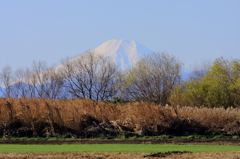 春待つ野辺