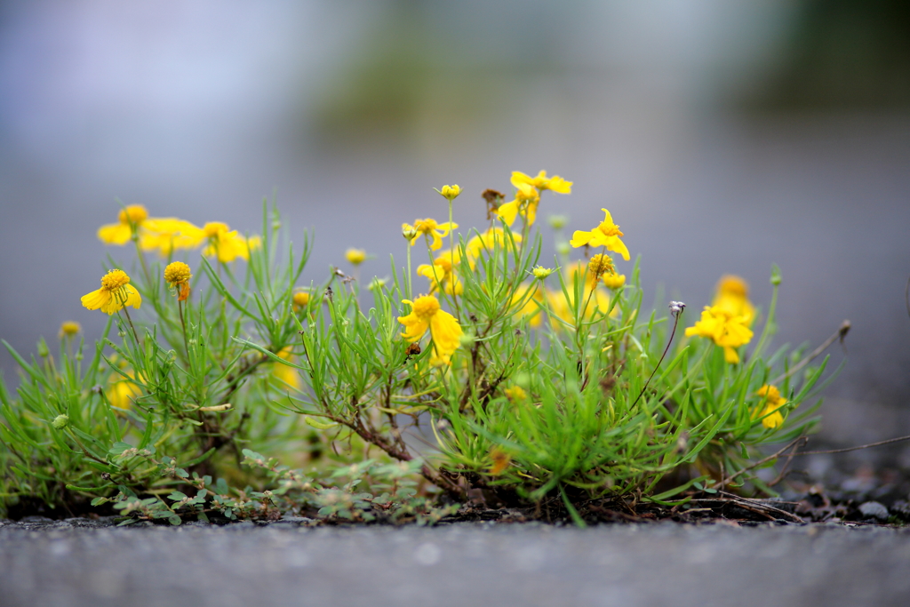 アスファルトに生えた花