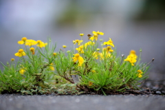 アスファルトに生えた花